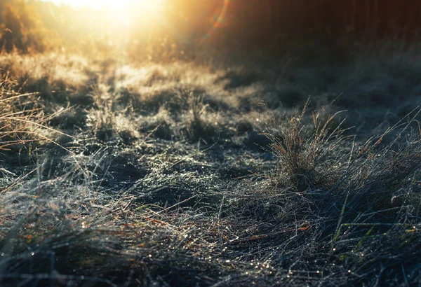 Frühmorgendlicher Tau und Frost auf einem Gras, natürlicher Winterhintergrund — Stockfoto