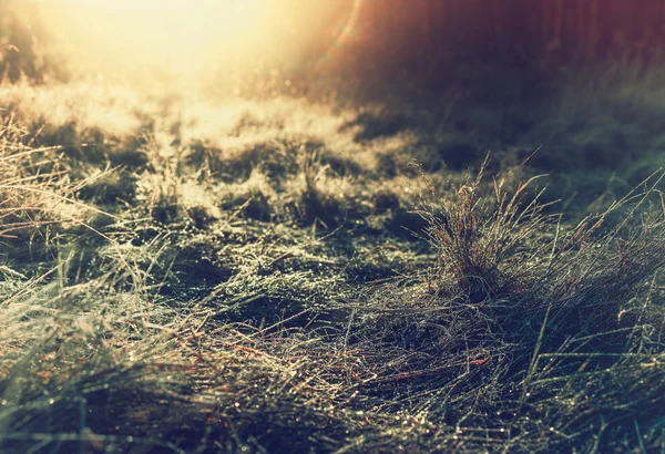 Rocío temprano en la mañana y heladas en una hierba, fondo de invierno natural — Foto de Stock