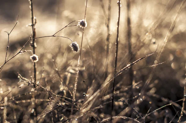Manhã cedo orvalho e geada na grama, fundo de inverno natural — Fotografia de Stock