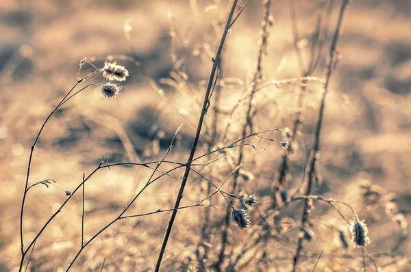ヴィンテージアリー朝の秋の花自然背景 — ストック写真