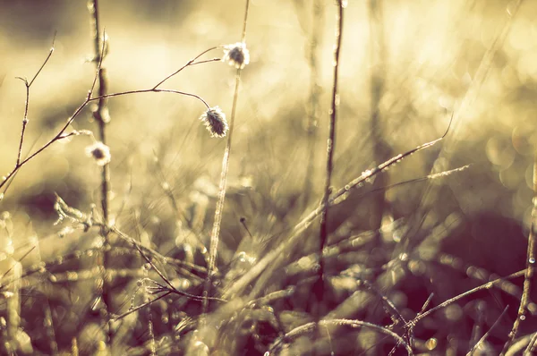 Rosée tôt le matin et gel sur l'herbe, fond naturel d'hiver — Photo