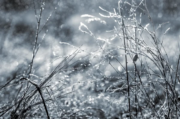 Tidigt på morgondagg och frost på ett gräs, naturliga vintern bak — Stockfoto