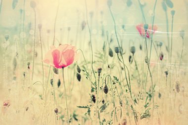 Vintage bahar arka plan haşhaş çiçekleri ile