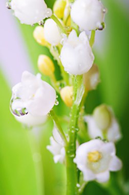 tatlı lily vadi çiğ, doğal ile bahar geri