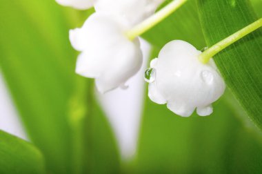 tatlı lily vadi, doğal kaynak arka plan