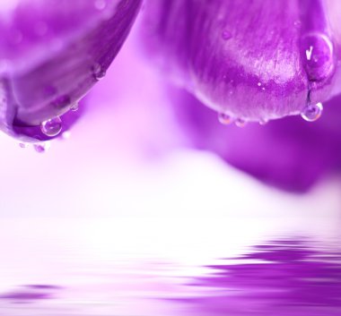 closeup bahar Menekşe çiçek waterdrops ve reflx su ile