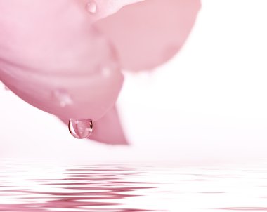 çiçekler su damlaları ve refleks üzerinde doğal kaynak arka plan