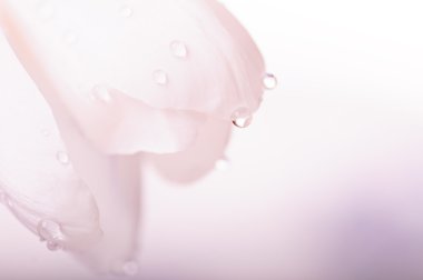 waterdrops, doğal kaynak arka plan ile portre Pembe çiçek