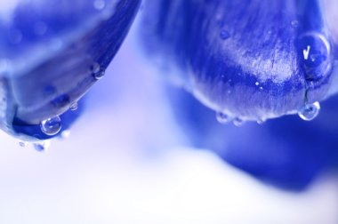 closeup bahar Menekşe çiçek waterdrops, doğal adam ile