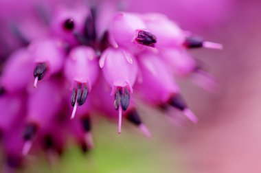 Menekşe bahar çiçek arka plan 