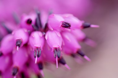 Menekşe bahar çiçek arka plan 
