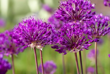 Eflatun çiçekler, doğal yumuşak çiçek arka plan bahar