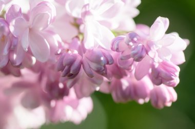 Eflatun çiçekler, doğal yumuşak çiçek arka plan bahar