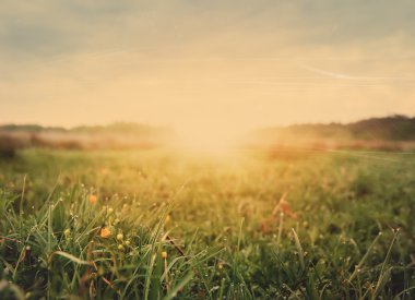 sabah erken alan çiçek, doğal vintage yaz arka plan