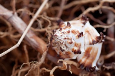closeup tropikal deniz hayvanı kabuğu kuru deniz yosunu, doğal yaz arka plan üzerinde