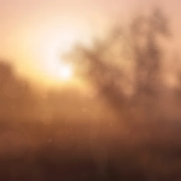 Blured early foggy morning tree silhouette, natural background — Stock Photo, Image