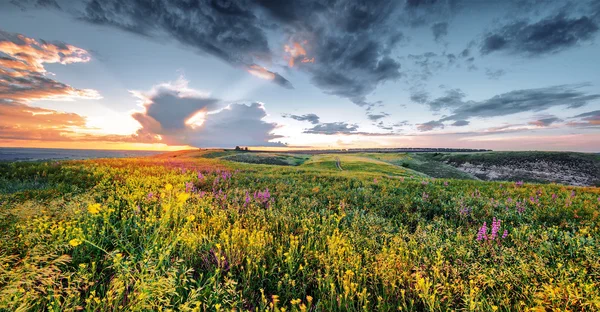 Beautiful spring or summer filed with flowers on sunset, natural — Stock Photo, Image