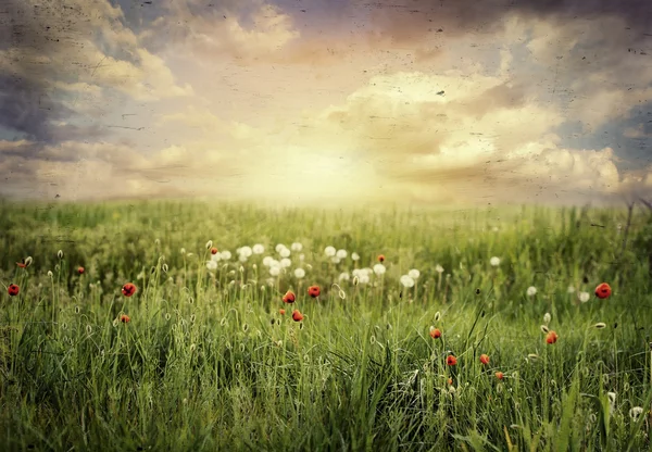 Fleurs rurales sur le champ de printemps, naturel rétro vintage grange retour — Photo