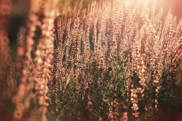 Flores rurais vintage no nascer do sol, primavera natural ou verão backg — Fotografia de Stock