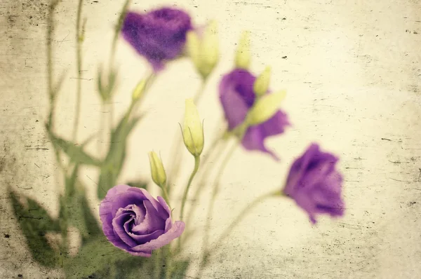 Frühling Blumen, natürlicher Hintergrund — Stockfoto
