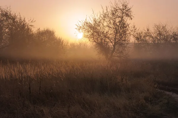 Silueta del árbol de la mañana temprano niebla, fondo natural — Foto de Stock