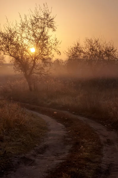 霧深い早朝の木のシルエット、自然な背景 — ストック写真