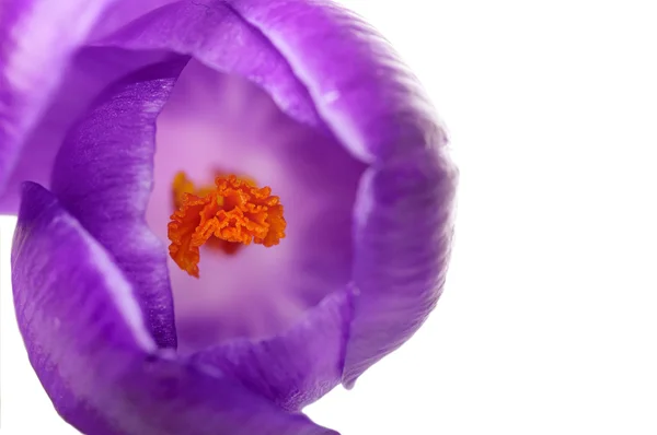 Крупним планом весняно-фіолетова квітка ізольована на білому фоні, Нату — стокове фото