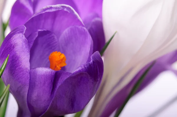 Primer plano primavera violeta y flores blancas, fondo natural — Foto de Stock