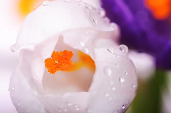 Flor close-up com gotas de água isoladas no fundo branco — Fotografia de Stock