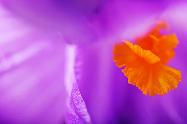 Primer plano flor violeta primavera, fondo natural — Foto de Stock