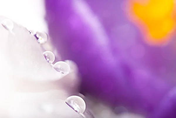 Flor de primer plano con gotas de agua aisladas, fondo de primavera natural — Foto de Stock