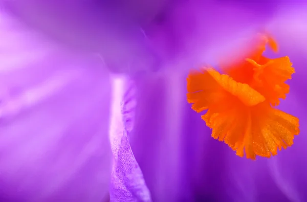 Primer plano flor de azafrán, fondo de primavera natural — Foto de Stock