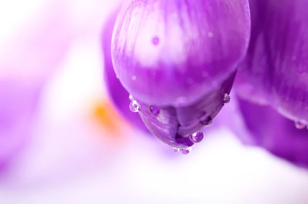 Крупним планом весняно-фіолетова квітка з водяними горбами, природний фон — стокове фото