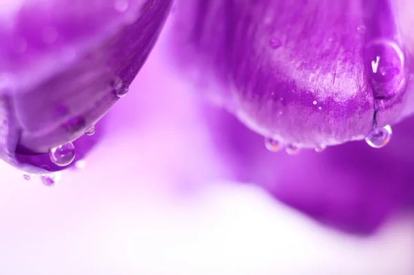 Primer plano flor violeta primavera con gotas de agua, fondo natural — Foto de Stock