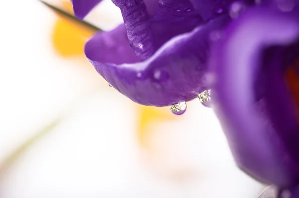 Primer plano flor de azafrán con gotas de agua, fondo de primavera natural — Foto de Stock