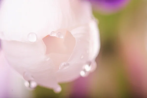 Primer plano flor rosa con gotas de agua, fondo de primavera natural — Foto de Stock