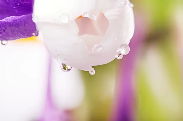 Primer plano primavera violeta y flor blanca con gotas de agua, natural — Foto de Stock
