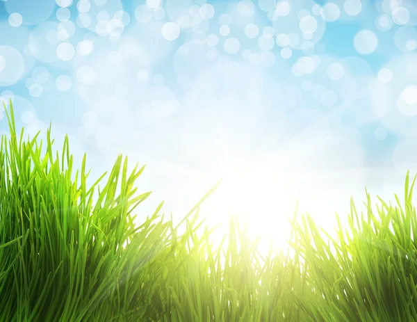 Primer plano hierba verde fresca y la luz del sol, fondo natural — Foto de Stock