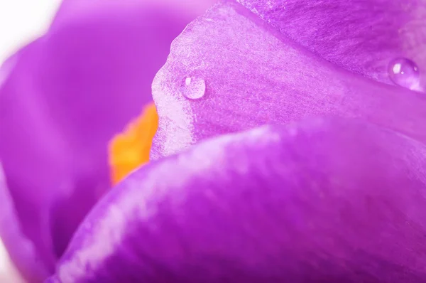 Primavera crocus flor closeup, fundo natural — Fotografia de Stock