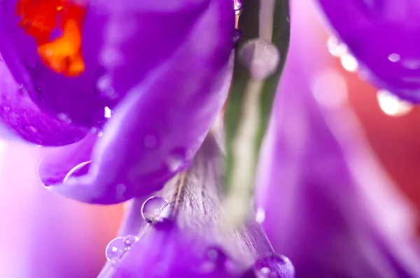 Крупним планом квітка крупа з водяними пагонами, природний весняний фон — стокове фото