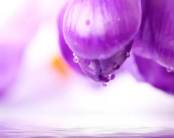 Primer plano flor violeta primavera con gotas de agua y reflejo en el agua — Foto de Stock