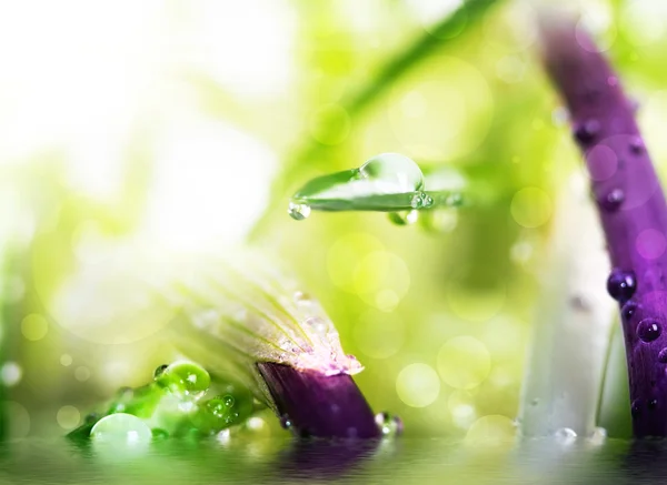 Nahaufnahme von Wassertropfen auf grünem Gras und Frühlingsblumen, natürlich — Stockfoto