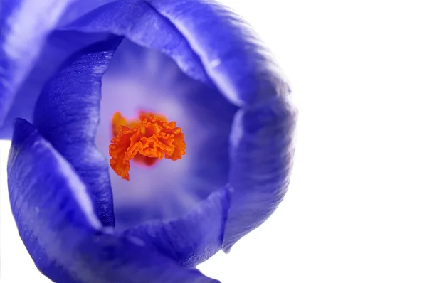 Крупним планом весняно-фіолетова квітка ізольована на білому фоні, Нату — стокове фото