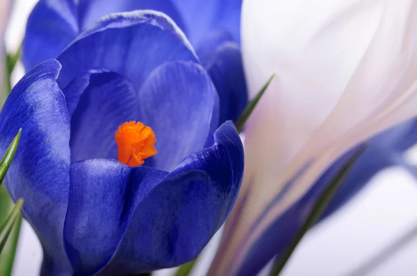 Closeup mor ve beyaz çiçekler, doğal arka plan bahar — Stok fotoğraf