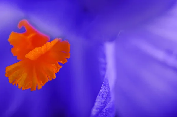 Primer plano flor violeta primavera, fondo natural — Foto de Stock