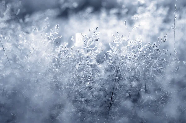 Morgentau und Frost am Baum, natürlicher Hintergrund — Stockfoto