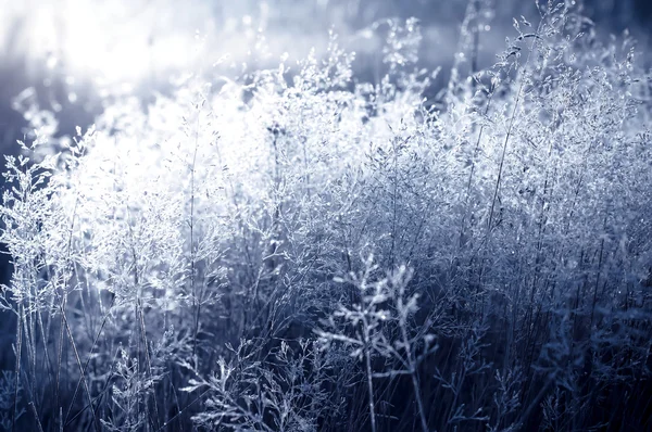 Rugiada mattina presto e gelo su brach albero, sfondo naturale w — Foto Stock