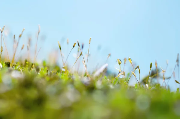 Closeup fresh green grass and moss with  morning  dew,  natural — Stock Photo, Image