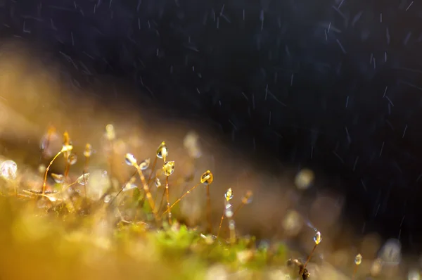 Closeup magic fresh green grass and moss, natural spring backgro — Stock Photo, Image