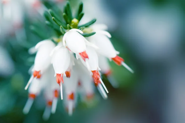 White spring flower background — Stock Photo, Image